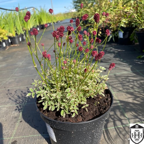 Sanguisorba minor 'Little Angel' - Harilik mustnupp 'Little Angel'